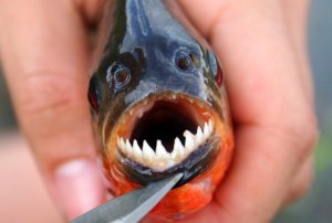 Ikan Paling Buas Dan Menakutkan Di Muka Bumi « Most